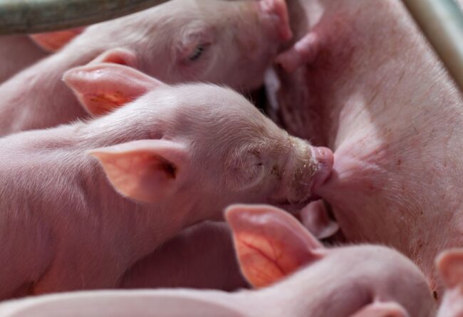 Integration of vitamin and selenium in the diet of the sow to contrast the negative effects of oxidative stress