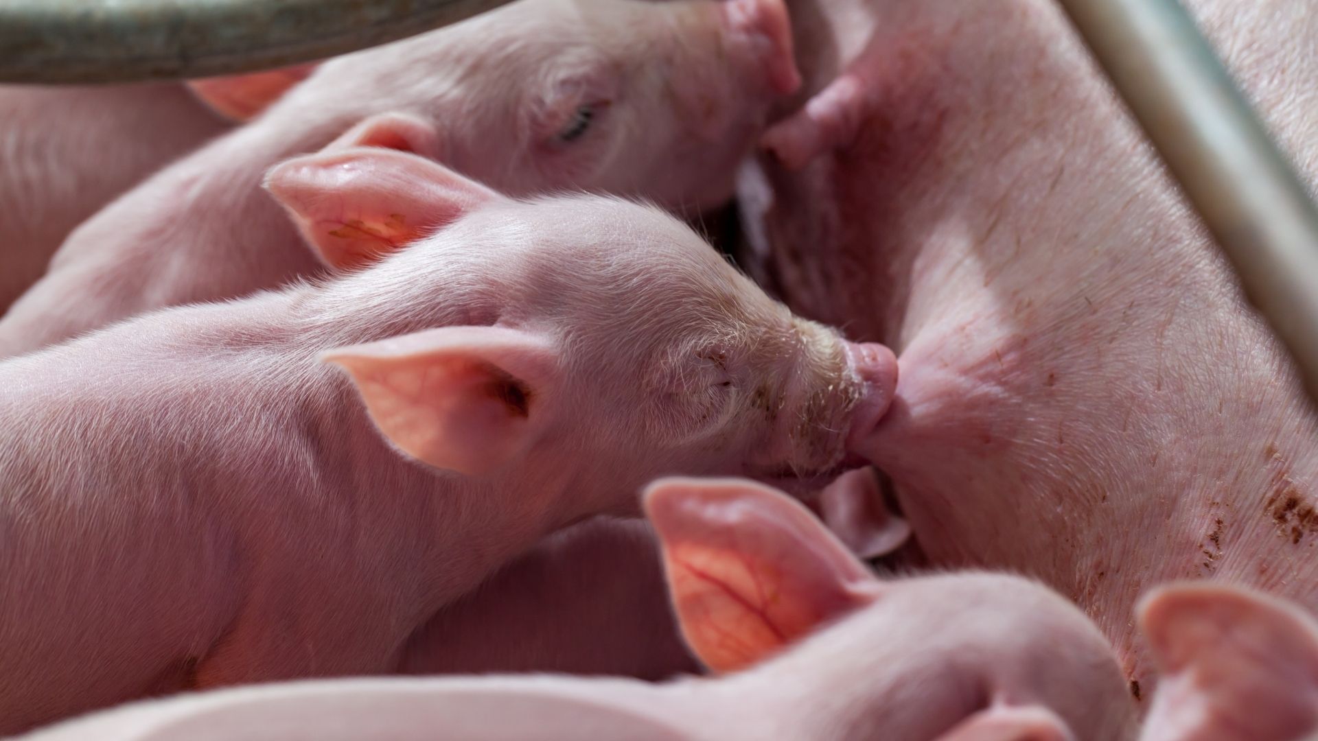 Integration of vitamin and selenium in the diet of the sow to contrast the negative effects of oxidative stress