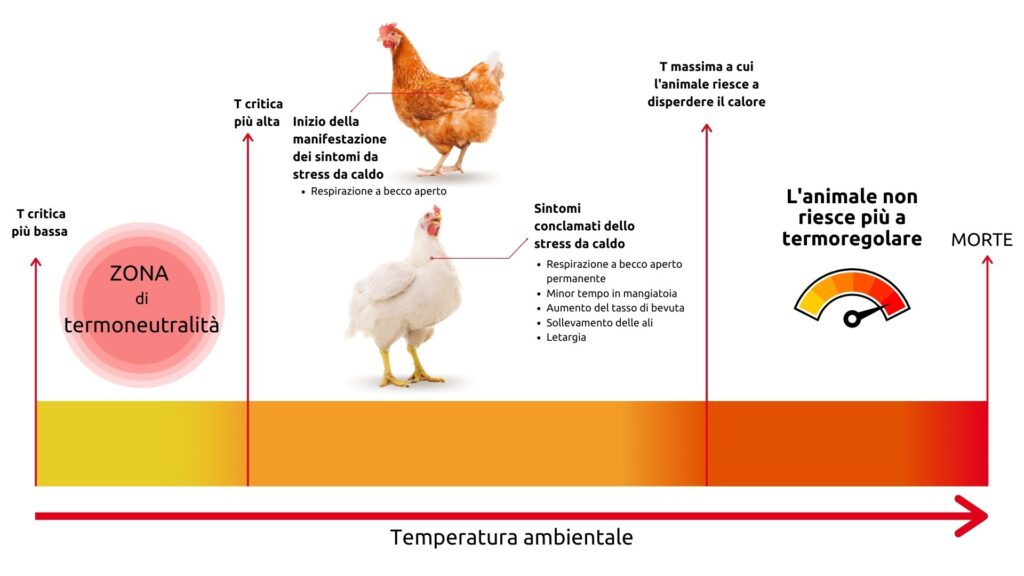 stress da caldo avicoli