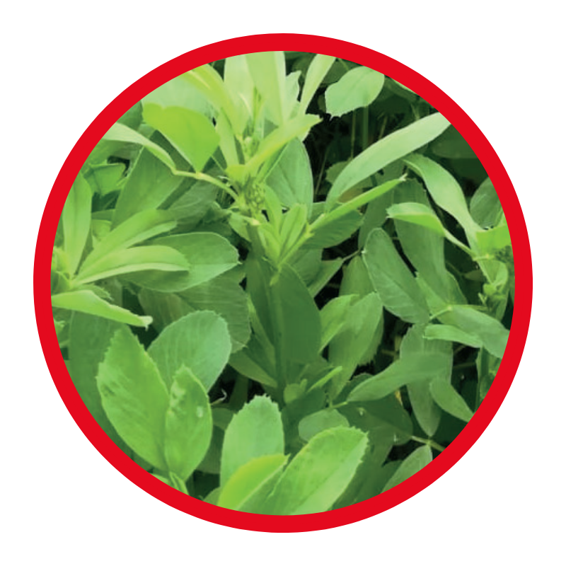 miscuglio di erba medica alfa mix