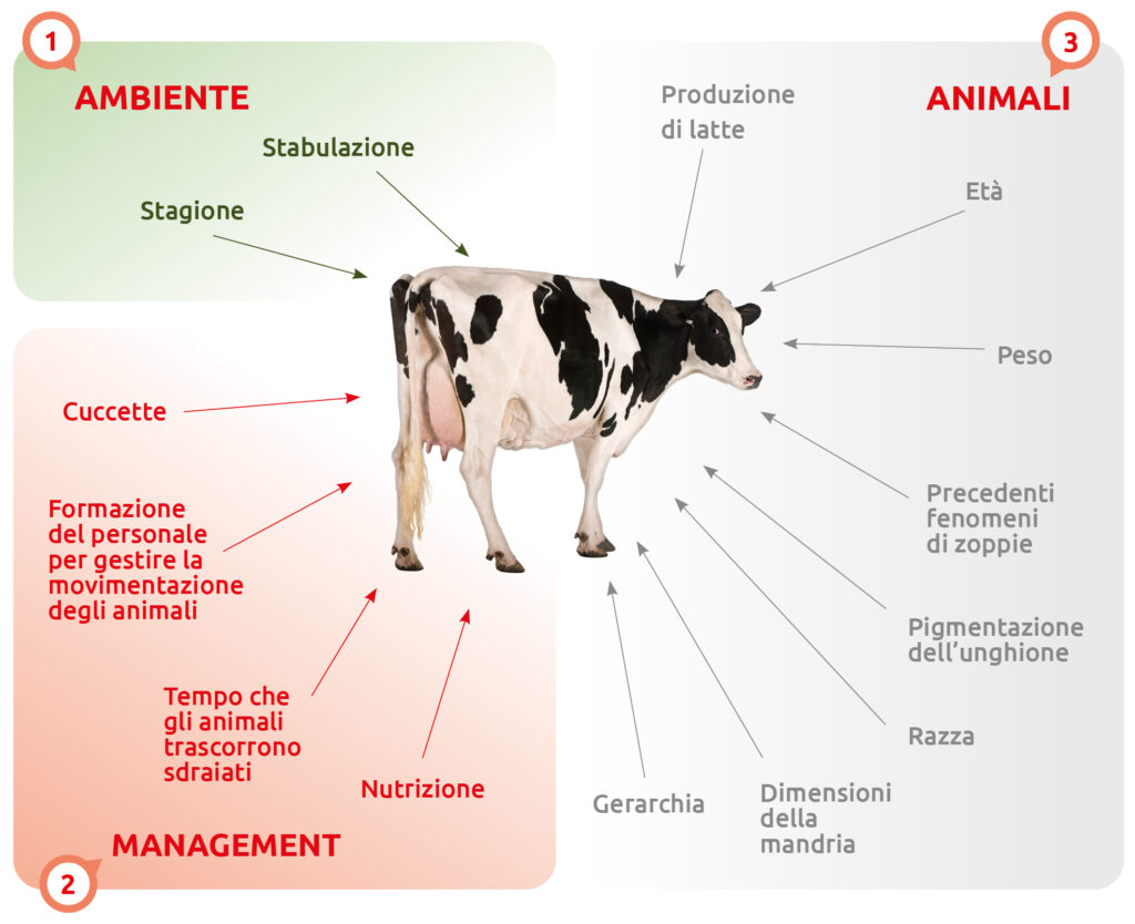 Patologie Podali Bovine