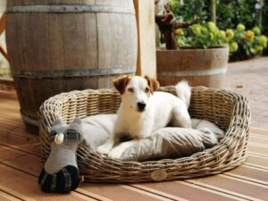 Accessori eleganti per cani e gatti