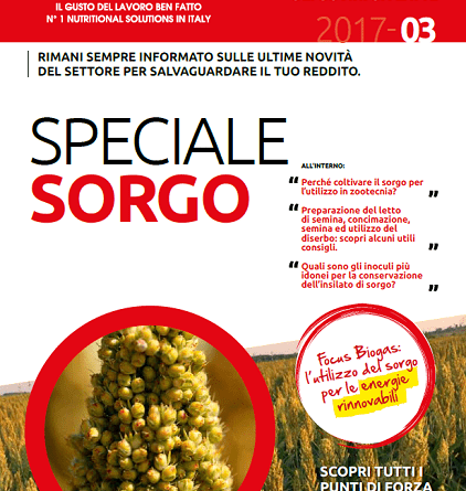 Sorgo: I segreti della coltivazione