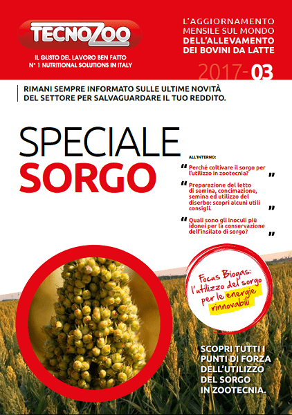 Sorgo: I segreti della coltivazione