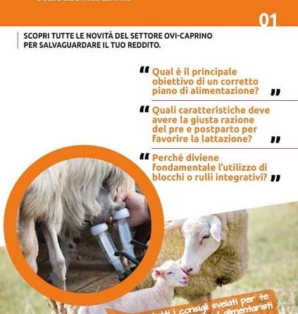 Ovicaprini: Speciale Lattazione