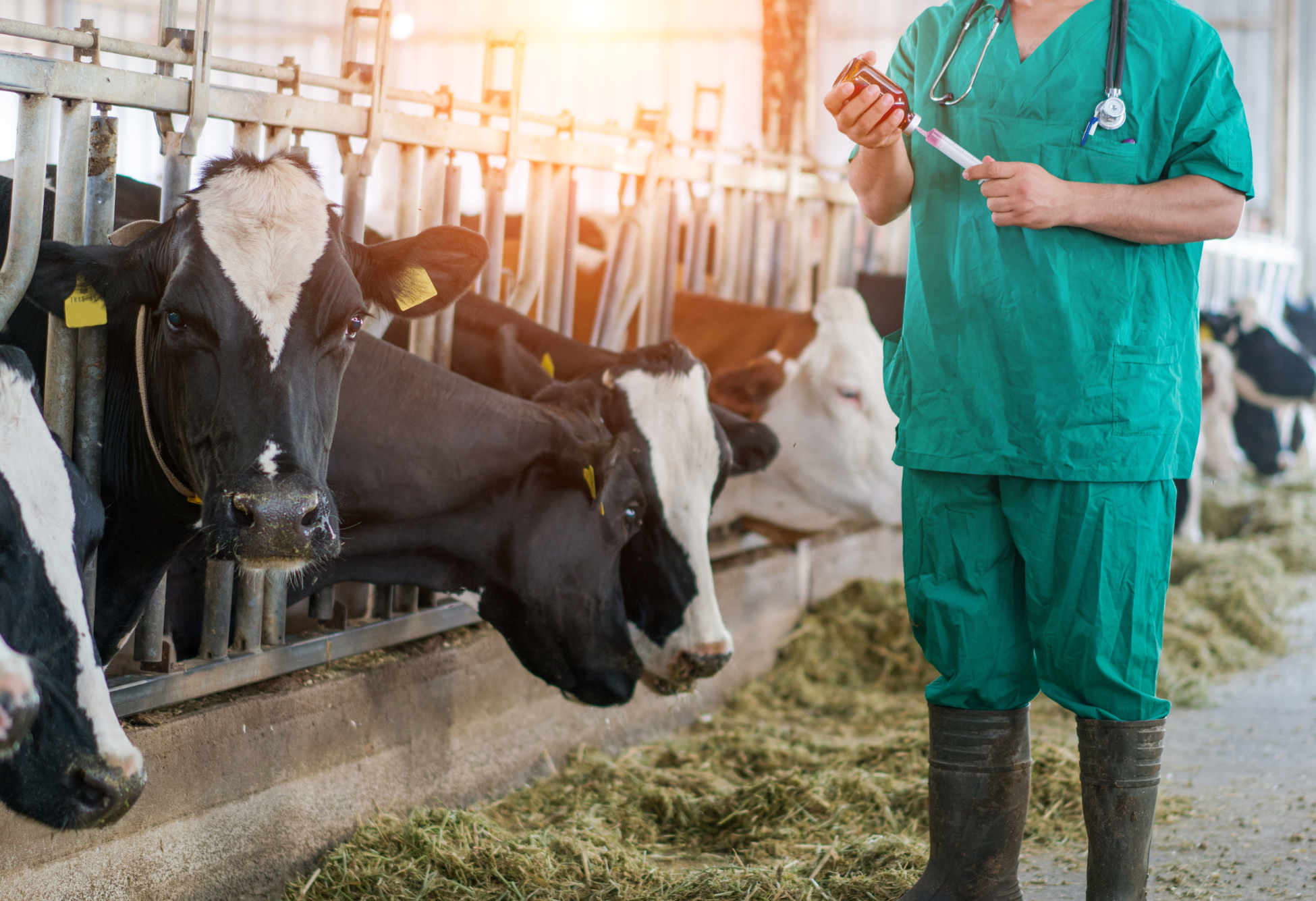 Riduzione degli antibiotici in allevamento, a che punto siamo?