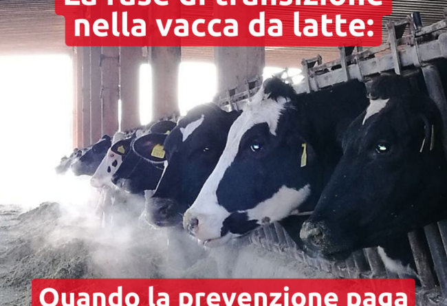 La fase di transizione nella vacca da latte