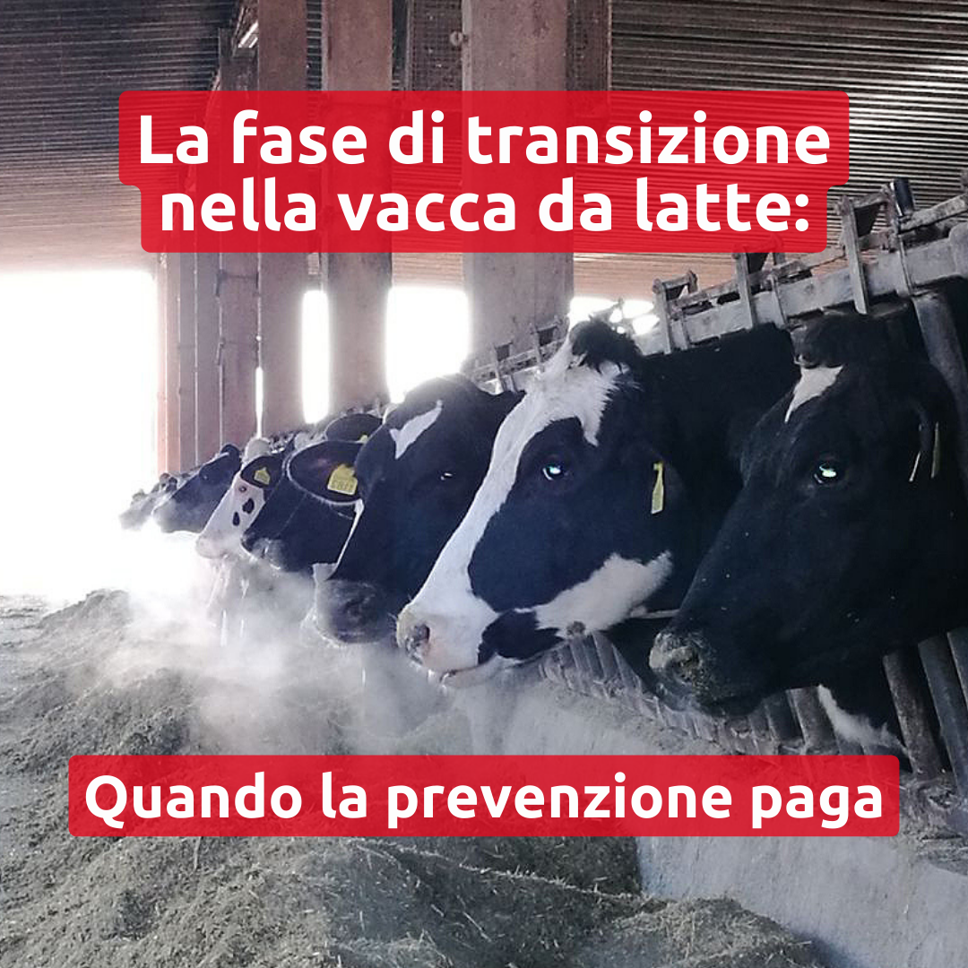 La fase di transizione nella vacca da latte