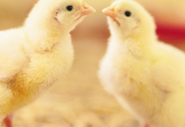 L’IMPORTANZA DELLE VITAMINE NEL SETTORE AVICOLO