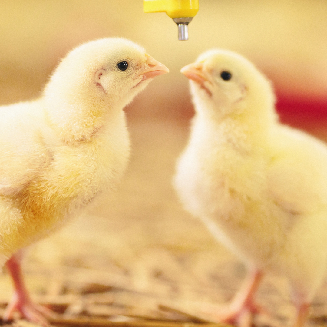 L’IMPORTANZA DELLE VITAMINE NEL SETTORE AVICOLO