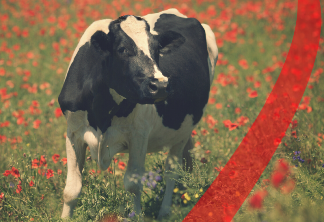 Stress da Caldo Vacche da Latte 2020