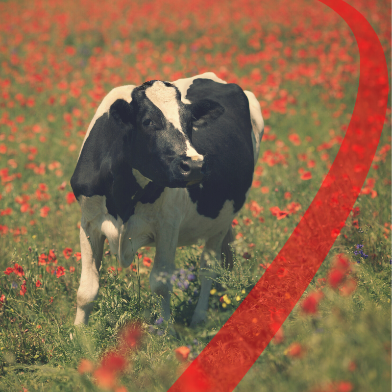 Stress da Caldo Vacche da Latte 2020