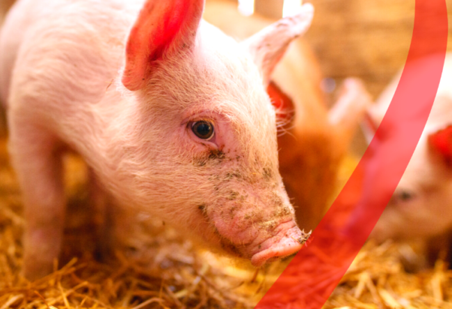 Heat Stress in Pigs