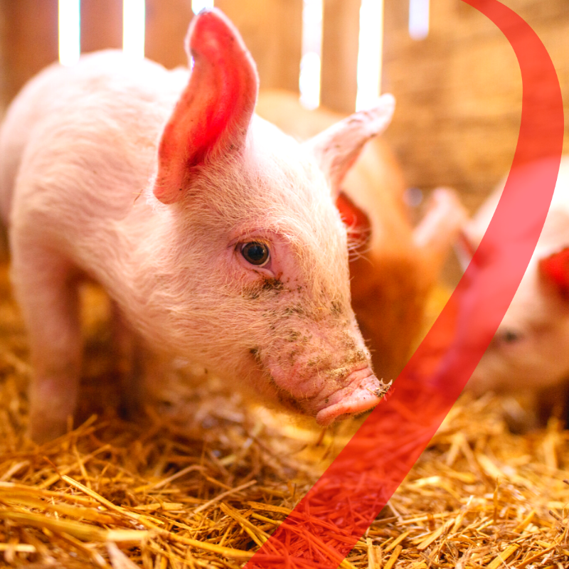 Heat Stress in Pigs