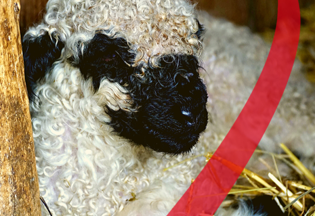 Agnello: l’importanza della saliva durante la suzione