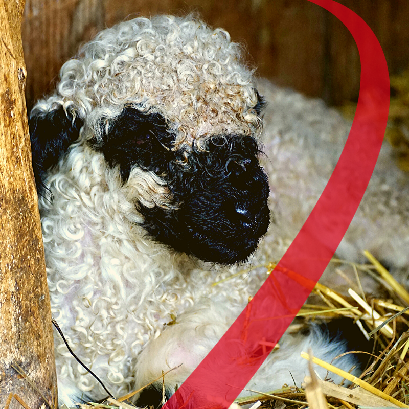 Agnello: l’importanza della saliva durante la suzione