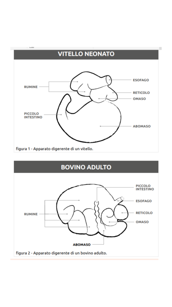 gestire la vitellaia