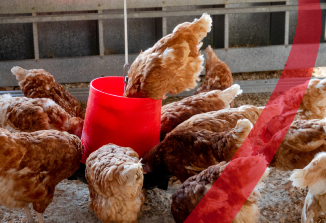 AVICOLTURA ED ACIDIFICAZIONE DELL’ ACQUA