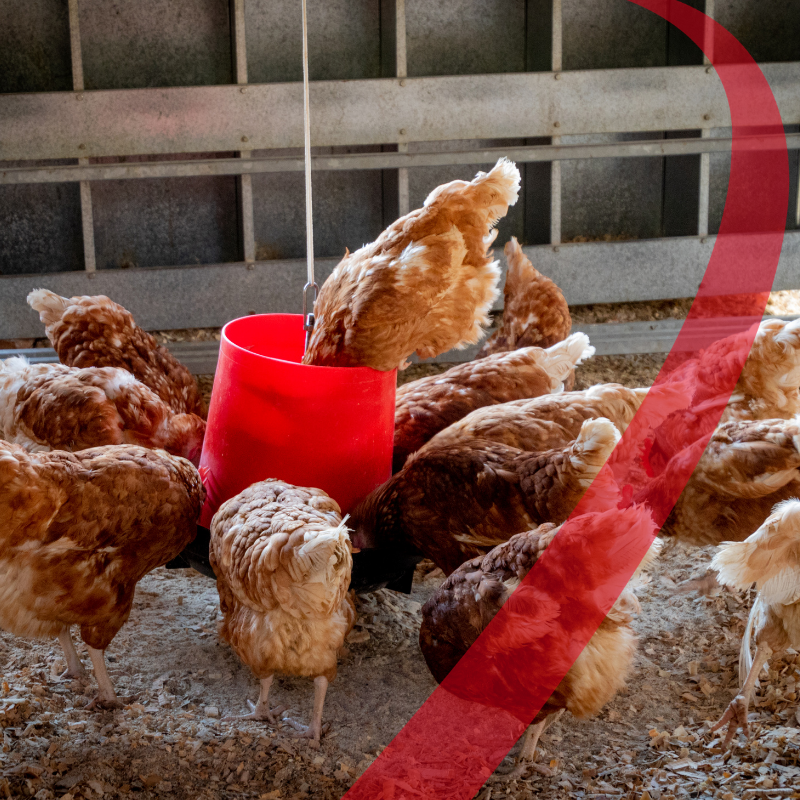 AVICOLTURA ED ACIDIFICAZIONE DELL’ ACQUA