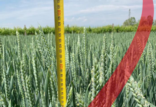 Sementi Autunno Vernini 2020 – Tecnozoo