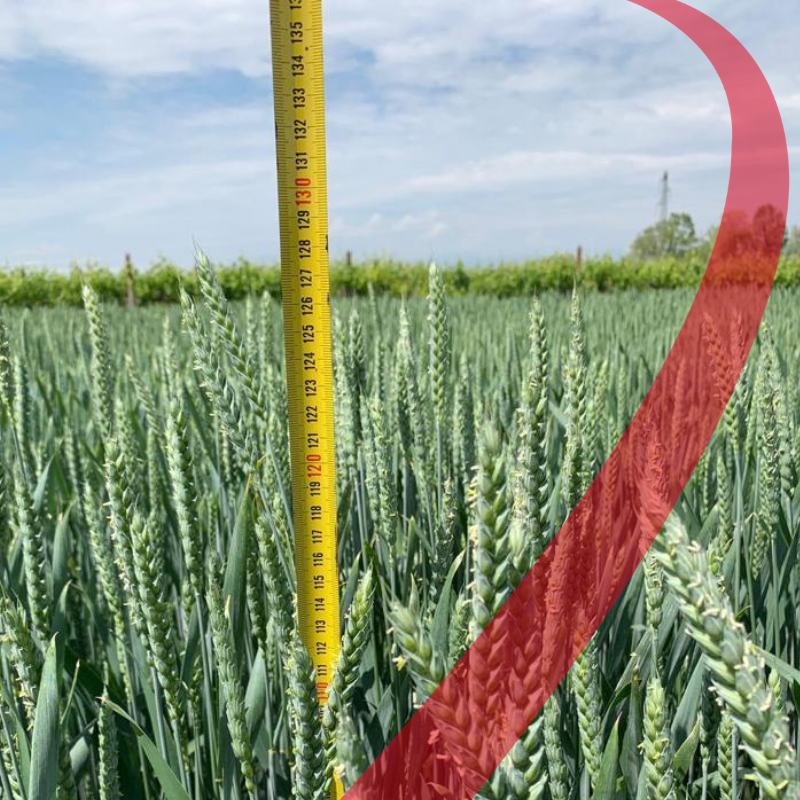 Sementi Autunno Vernini 2020 – Tecnozoo