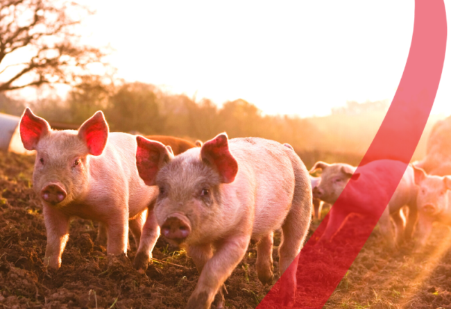 Aggressività negli allevamenti suinicoli