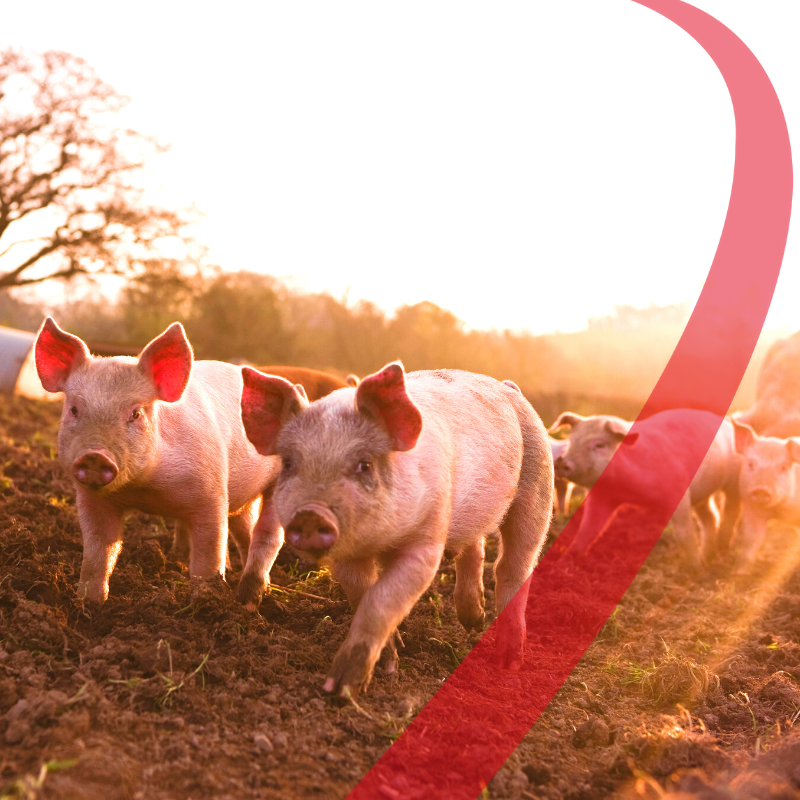 Aggressività negli allevamenti suinicoli