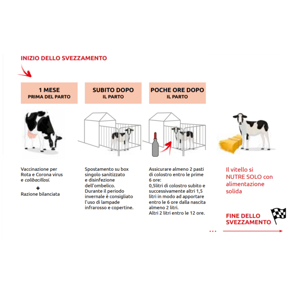 gestire la vitellaia