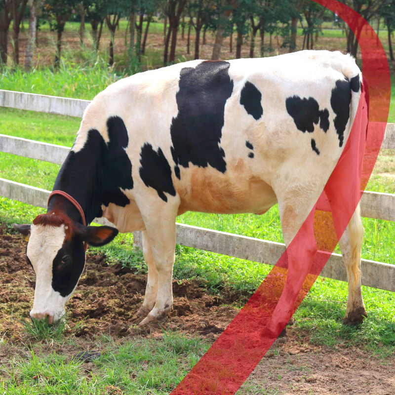 Zoppie, i consigli di Tecnozoo