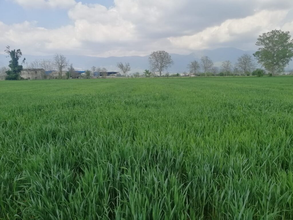 Sementi Autunno Vernini 2020