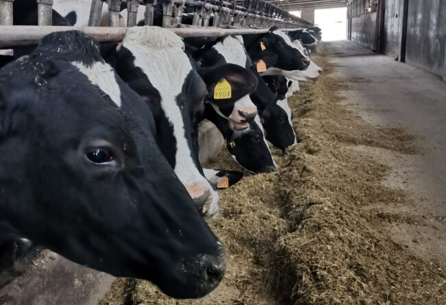 Income Over Feed Costs 2020