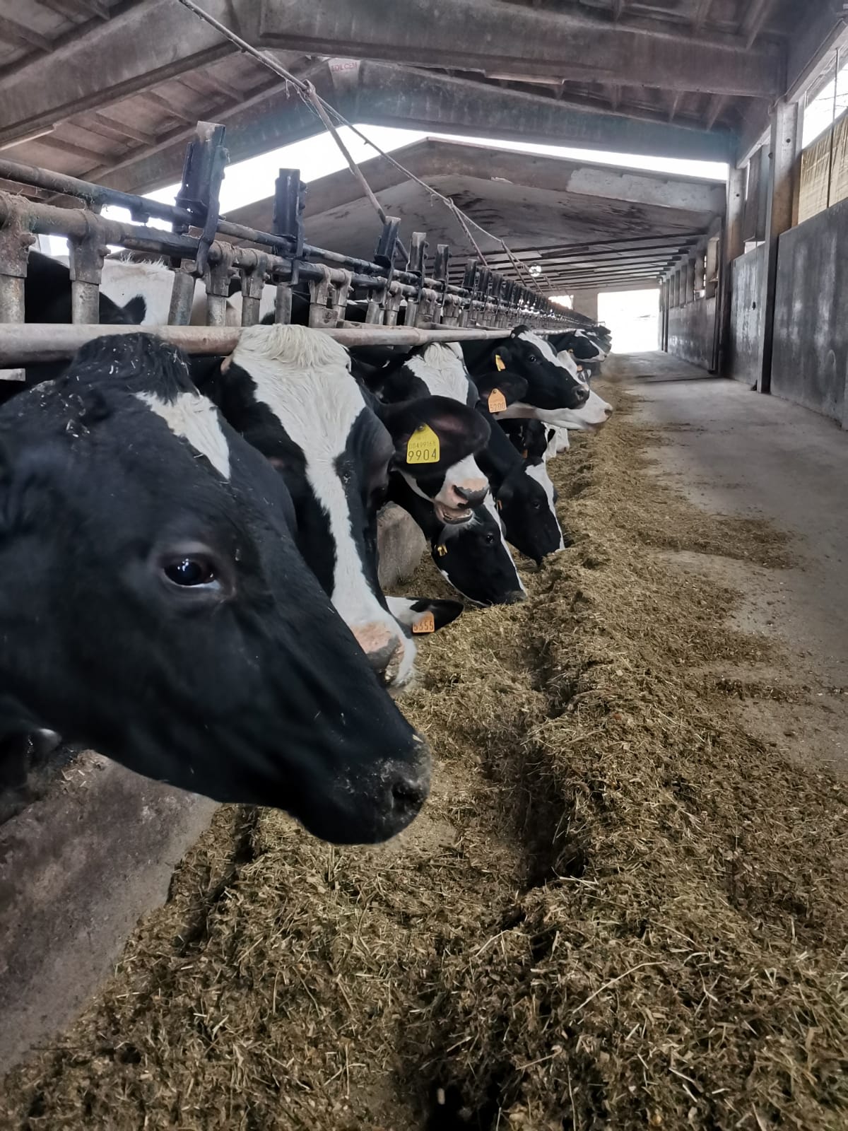 Income Over Feed Costs 2020