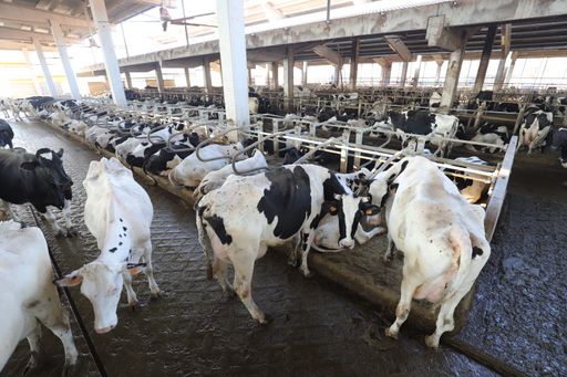 Tecnozoo and Società Agricola Le Rondini