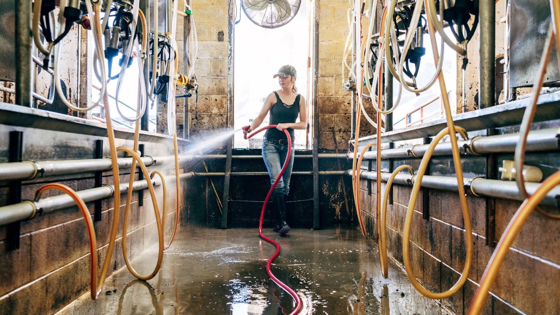 Biosicurezza in allevamento, pulizia e disinfezione