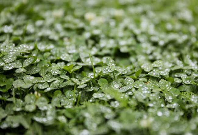 Il Buon Fattore 2021, erba medica di qualità