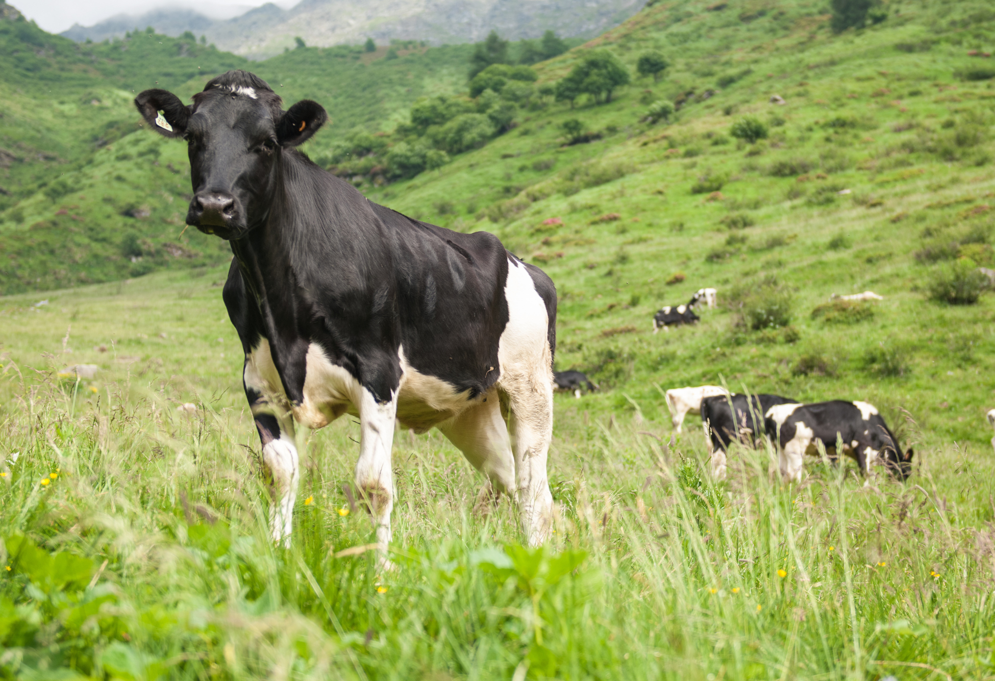 Progetto Rimonta, Online la rivista numero 2/2021