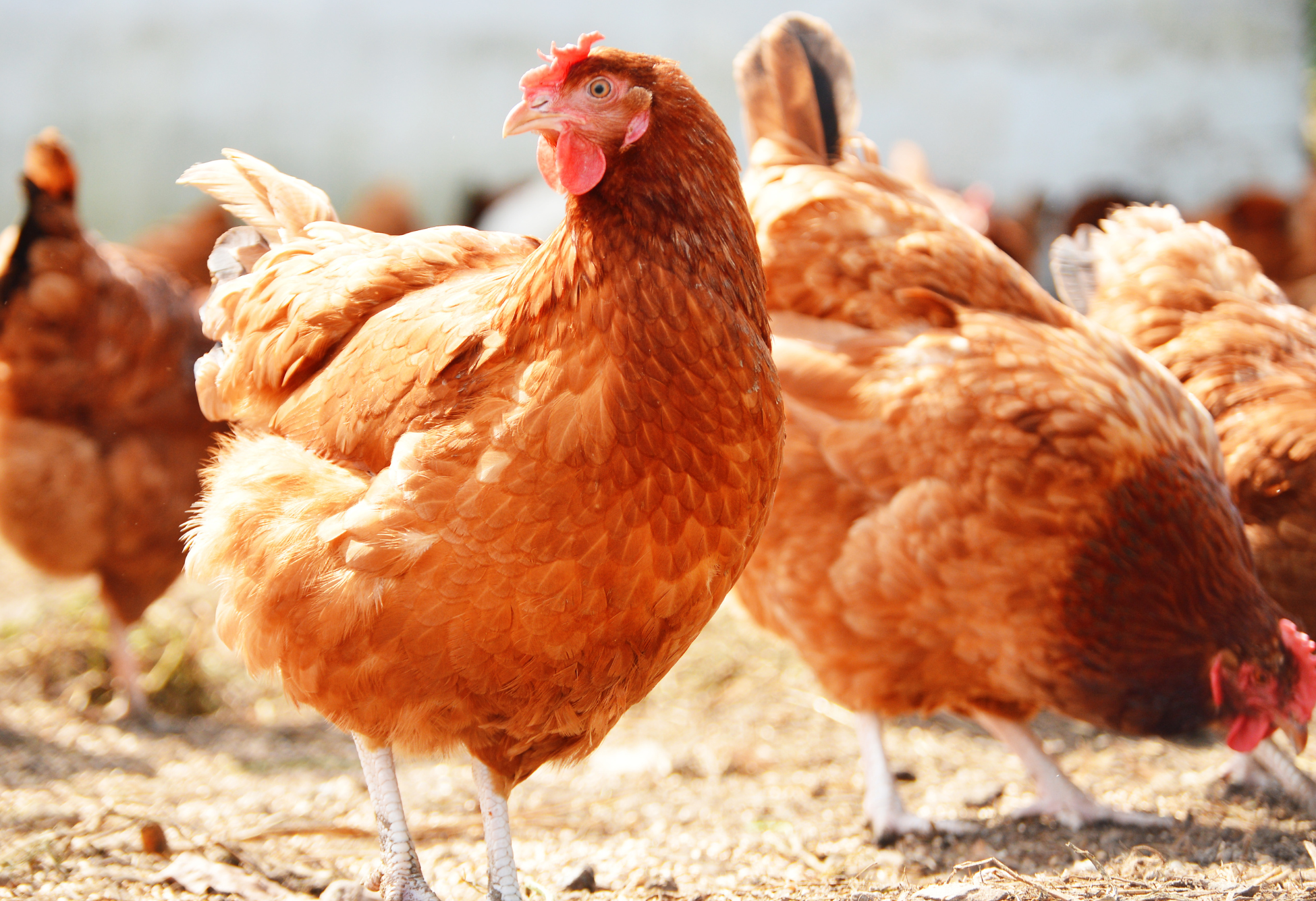 L’importanza degli oligoelementi nel settore avicolo