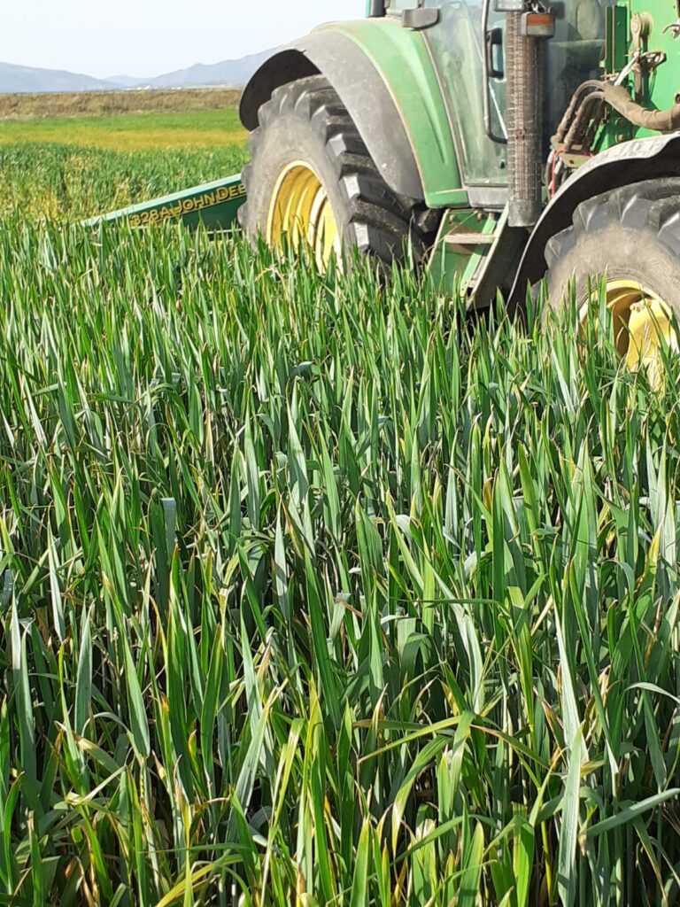 Sementi Autunno Vernini 2020