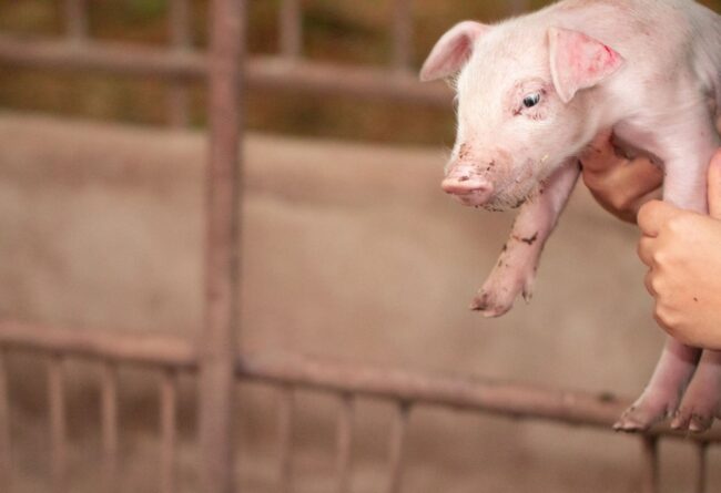OLI ESSENZIALI E NUTRIZIONE DEL SUINO