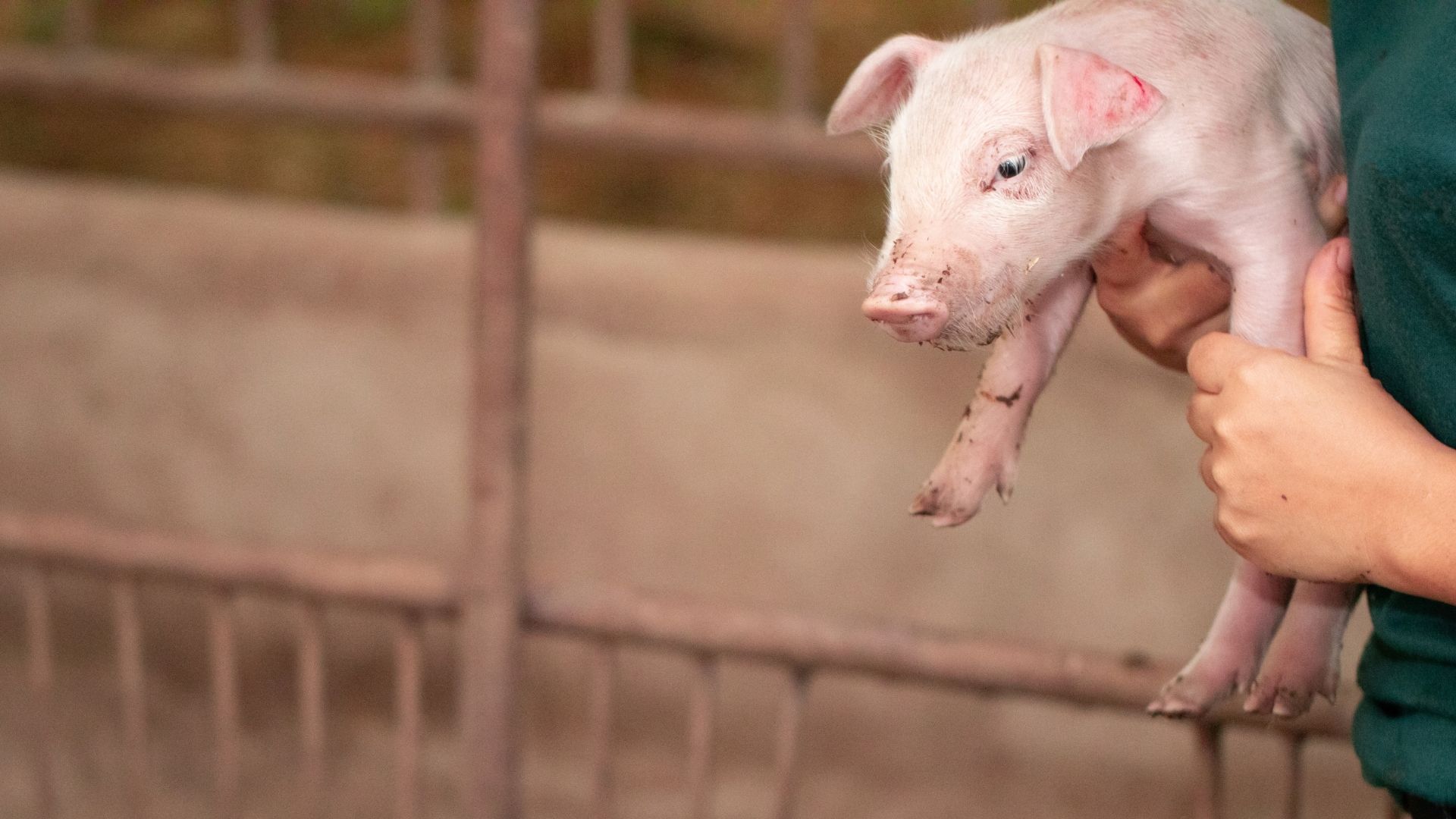 OLI ESSENZIALI E NUTRIZIONE DEL SUINO