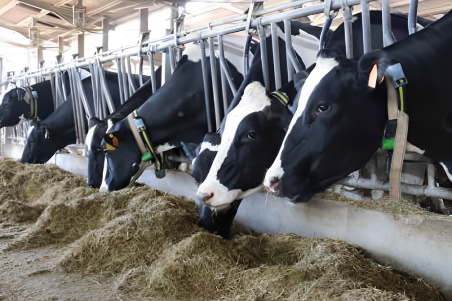 Dieta a DCAD parzialesulle manze in close-up? Sì, ne vale la pena