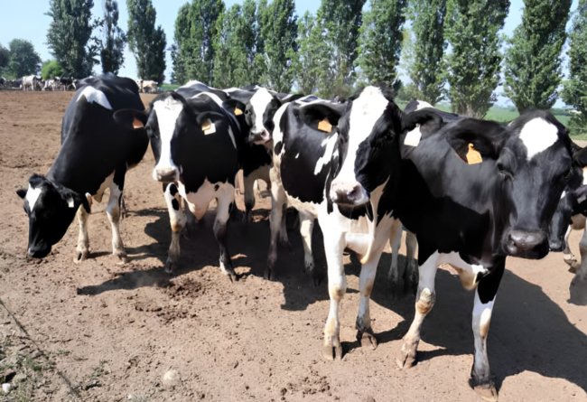 Porte aperte all’innovazione, ma lontani dalle mode