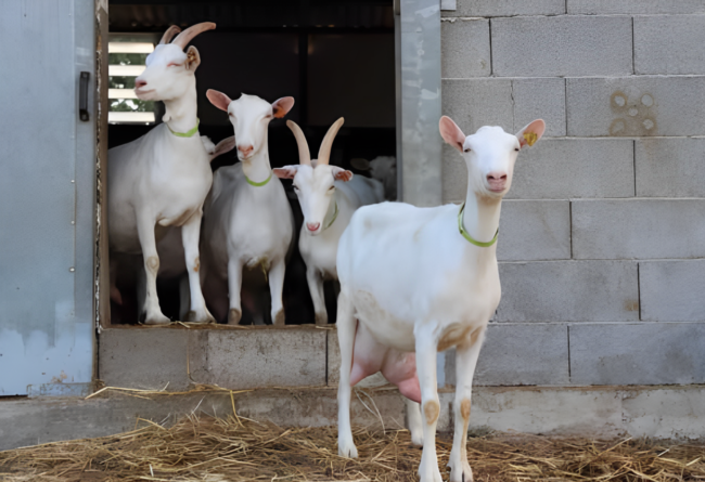 La piccola isola del sorriso