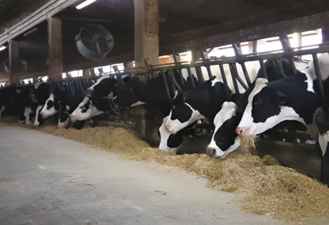 Che siano vacche o bufale conta la sicurezza in mangiatoia