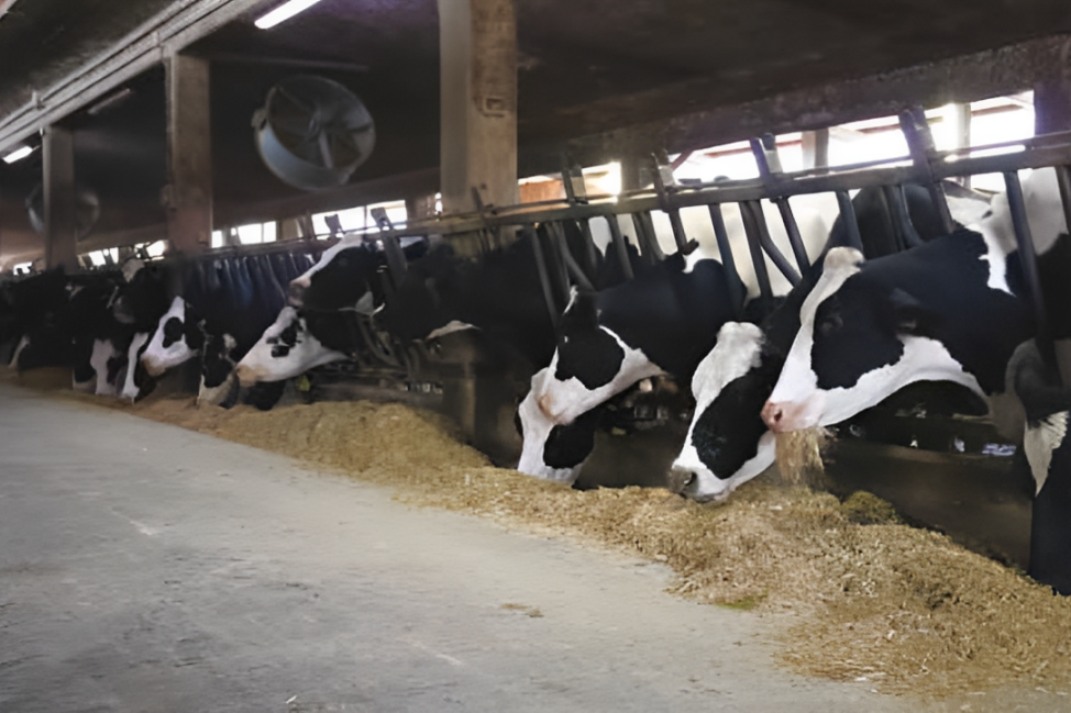 Che siano vacche o bufale conta la sicurezza in mangiatoia