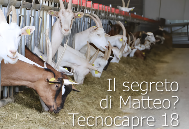 Il segreto di Matteo? Tecnocapre 18