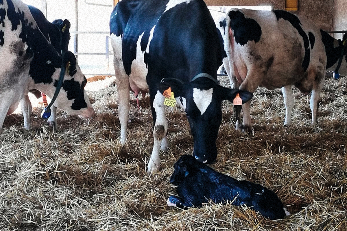 Vacche in transizione: 1 o 2 gruppi per le vacche asciutte?