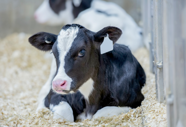 VITELLAIA: CREIAMO IL FUTURO