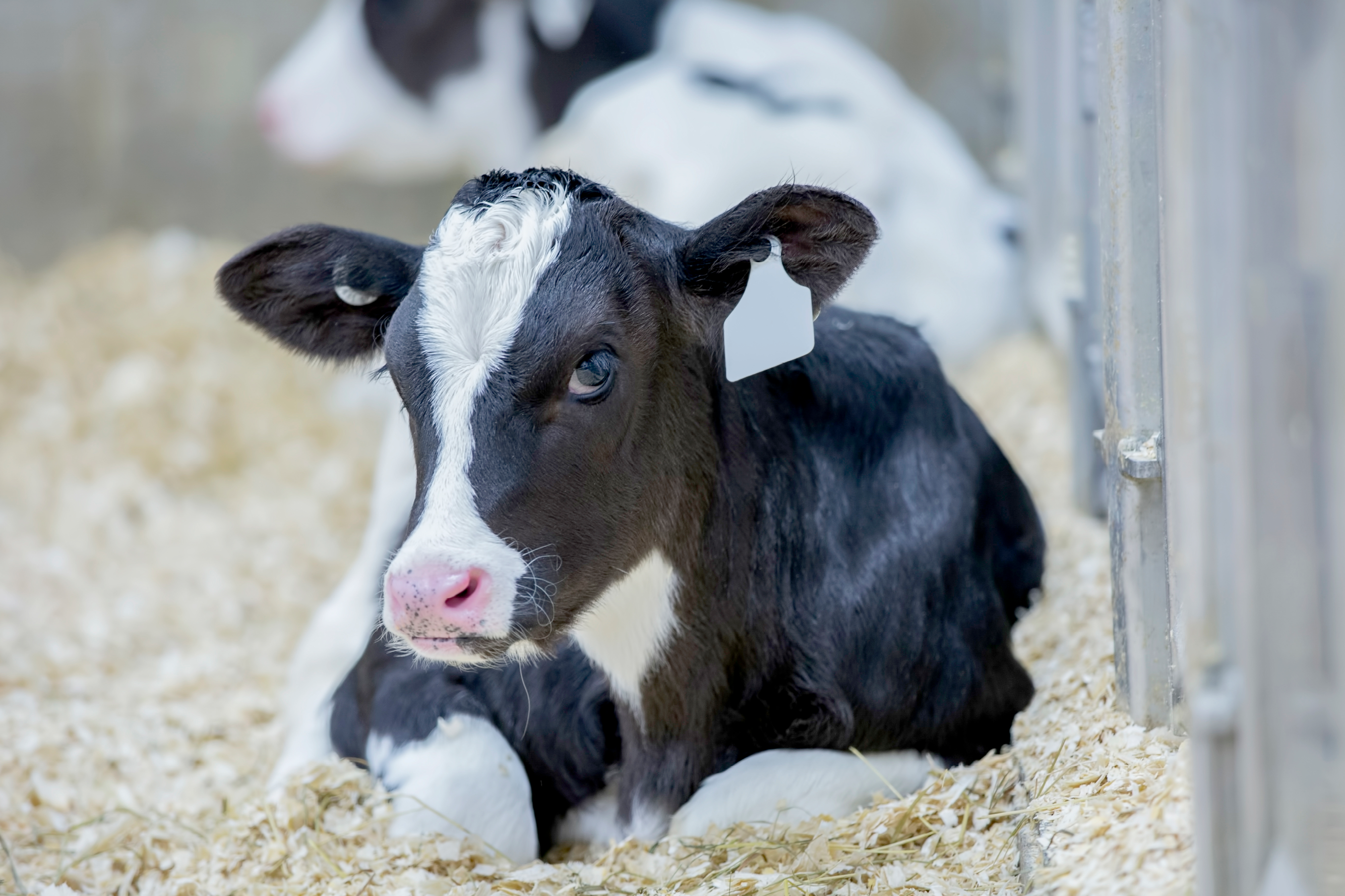 VITELLAIA: CREIAMO IL FUTURO