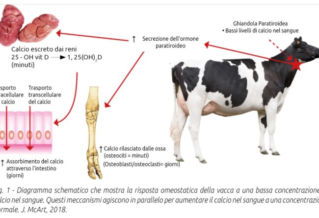 RITORNO ECONOMICO DELL’INVESTIMENTO NELLE VACCHE DA LATTE